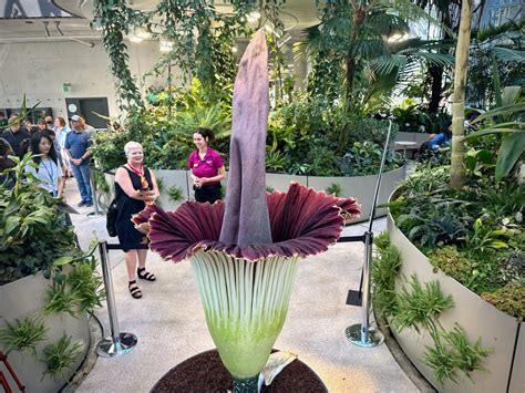 Rare corpse flower blooms at Amazon Spheres in downtown Seattle
